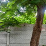 Plot in Pologround